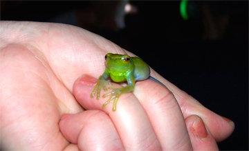 亚马逊青蛙